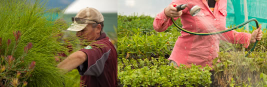 Vibrant Earth- New Zealand Plant Nursery