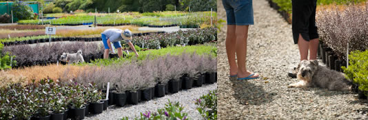 Vibrant Earth- New Zealand Plant Nursery