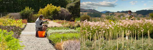 Vibrant Earth- New Zealand Plant Nursery