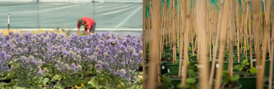 Vibrant Earth- New Zealand Plant Nursery