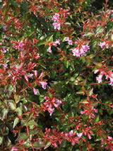 Abelia schumannii 