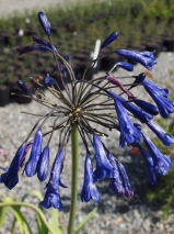 Agapanthus praecox 'Purple Cloud'