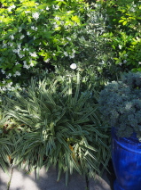 Agapanthus praecox 'Tinkerbell'