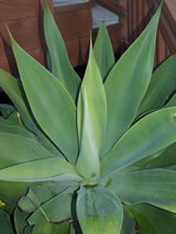 Agave attenuata 