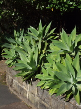 Agave attenuata 