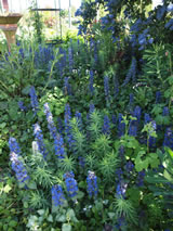 Ajuga reptans 'Catlins Giant'