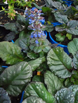 Ajuga reptans 'Catlins Giant'