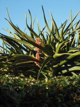 Aloidendron barberae 