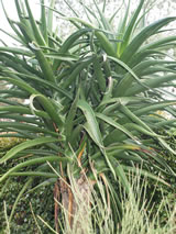Aloidendron barberae 