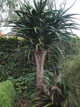 Aloidendron barberae 