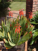 Aloe plicatilis 