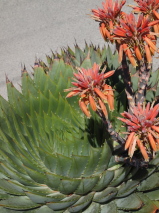 Aloe polyphyla 
