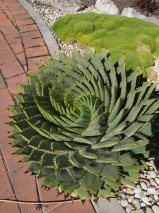 Aloe polyphyla 