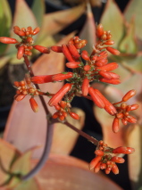 Aloe striata 