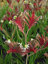 Anigozanthus hybrid 'Royal Mist'