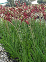 Anigozanthus hybrid 'Royal Mist'