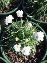 Armeria maritima 'Ballerina White'