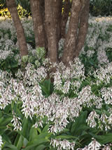 Arthropodium cirrhatum 