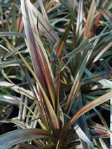 Astelia fragrans 'Westland'