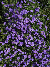 Aubretia x cultorum 