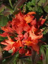 Azalea  'Dorothy Corston'