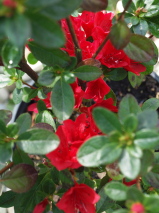 Azalea  'Wards Ruby'