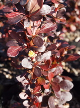 Berberis thunbergii 'Helmut Pillar'