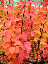 Berberis thunbergii 'Maria'