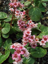 Bergenia ciliata 