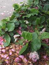 Bergenia ciliata 