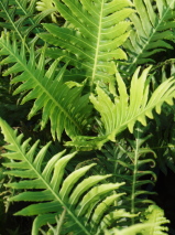 Blechnum gibbum 'Silver Lady' Blechnum gibbum 'Silver Lady'