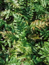 Blechnum novae-zealandiae 