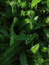 Blechnum penna-marina 