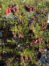 Boronia megastigma 'Tui'