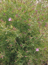 Boronia denticulata 