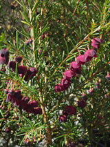 Boronia heterophylla 