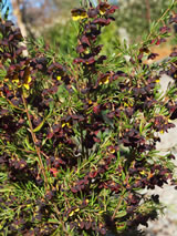 Boronia megastigma 