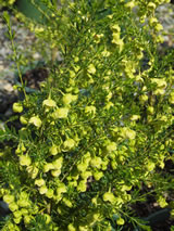 Boronia megastigma 'Lutea'