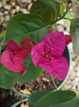 Bougainvillea glabra 'Mary Palmer'