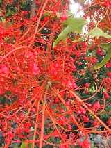 Brachychiton acerfolius 