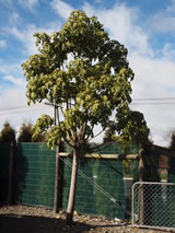 Brachychiton acerfolius 