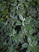 Brachyglottis  'Otari Cloud'