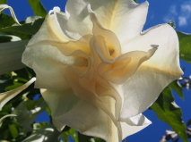 Brugmansia x candida 