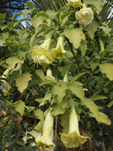 Brugmansia x candida 