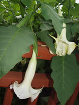 Brugmansia x candida 