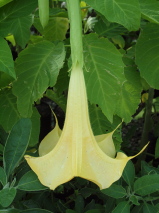 Brugmansia x candida 'Gold'