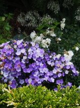 Brunfelsia pauciflora 'Eximea'