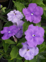 Brunfelsia pauciflora 'Fragrant Summer'