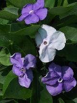 Brunfelsia pauciflora 'Scent sational'