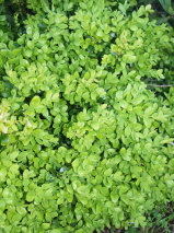 Buxus sempervirens 'Suffruticosa'